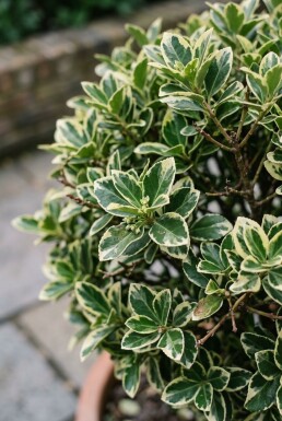 Euonymus japonicus 'Bravo' Boule