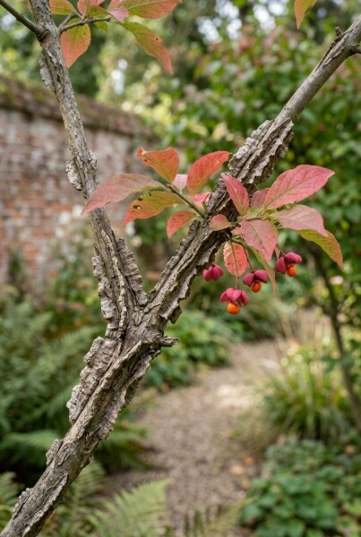 Euonymus phellomanus