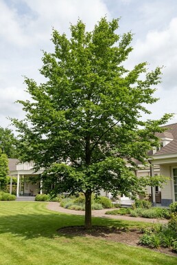 Fagus sylvatica Demi-tige