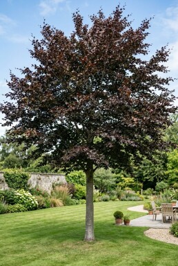 Fagus sylvatica 'Atropunicea' Demi-tige