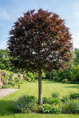 Fagus sylvatica 'Atropunicea' Demi-tige