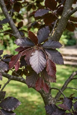 Fagus sylvatica 'Atropunicea' Demi-tige