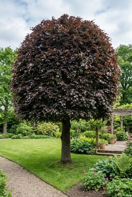 Fagus sylvatica 'Atropunicea' Boule