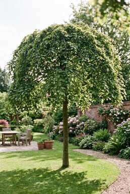 Fagus sylvatica 'Rohan Green Weeping' Demi-tige