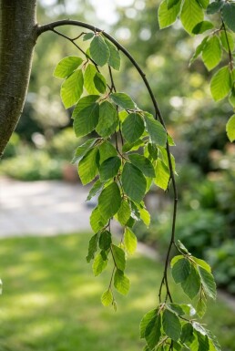 Fagus sylvatica 'Rohan Green Weeping' Demi-tige