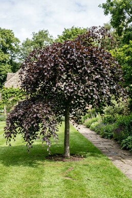 Fagus sylvatica 'Rohan Weeping' Demi-tige