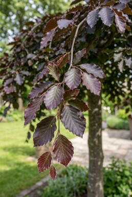 Fagus sylvatica 'Rohan Weeping' Demi-tige