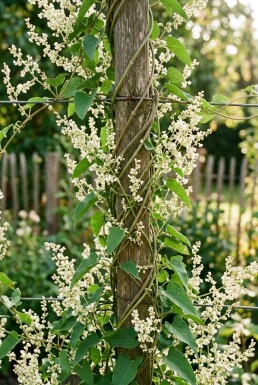 Fallopia baldschuanica Tuteur