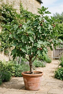Ficus carica 'Brown Turkey'
