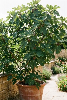 Ficus carica 'Brown Turkey'