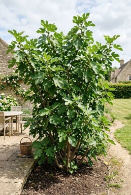 Ficus carica 'Brown Turkey' Arbuste