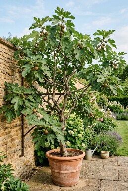 Ficus carica 'Brown Turkey' Support à fruits