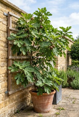 Ficus carica 'Brown Turkey' Support à fruits