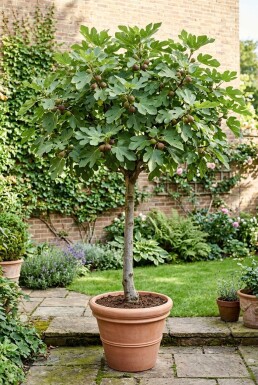 Ficus carica 'Brown Turkey' sur tige