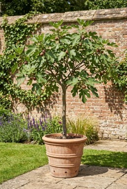 Ficus carica 'Brown Turkey' sur tige
