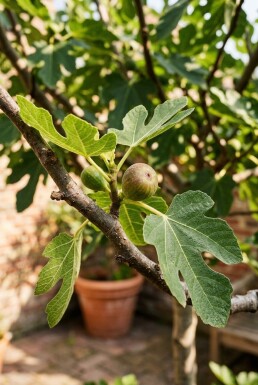 Ficus carica 'Brown Turkey' sur tige