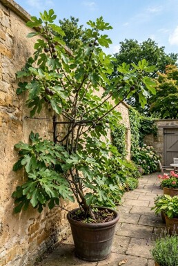 Ficus carica 'Gustis® TwoTimer®' Support de culture