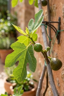 Ficus carica 'Gustis® TwoTimer®' Support de culture