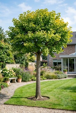 Ginkgo biloba 'Autumn Gold' Sur tige