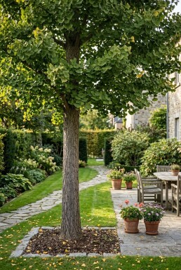 Ginkgo biloba 'Autumn Gold' Sur tige