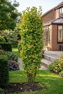 Ginkgo biloba 'Fastigiata Blagon' Arbuste