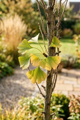 Ginkgo biloba 'Fastigiata Blagon' Arbuste