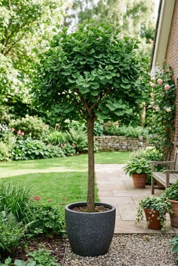 Ginkgo biloba 'Mariken' Demi-tige