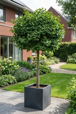 Ginkgo biloba 'Mariken' Demi-tige