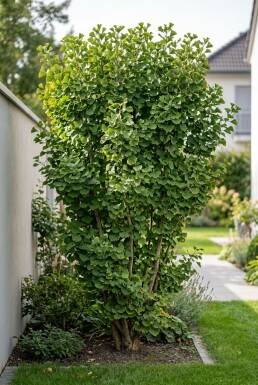 Ginkgo biloba 'Menhir' Arbuste