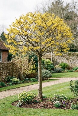 Hamamelis intermedia 'Arnold Promise' Demi-tige