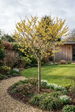 Hamamelis intermedia 'Arnold Promise' Demi-tige