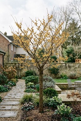 Hamamelis intermedia 'Arnold Promise' sur tige