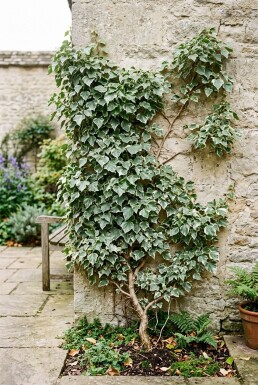 Hedera helix 'Glacier' Tige