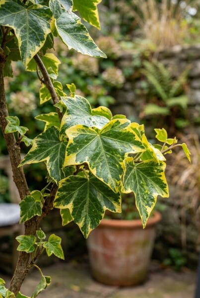 Hedera helix 'Golden Kolibri' sur tige