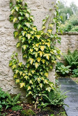 Hedera helix 'Goldheart' Tige