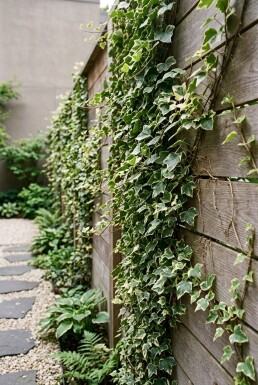 Hedera helix 'Kolibri' Tuteur