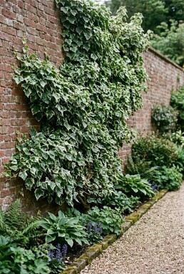 Hedera helix 'Margin. Elegantissima' Tige