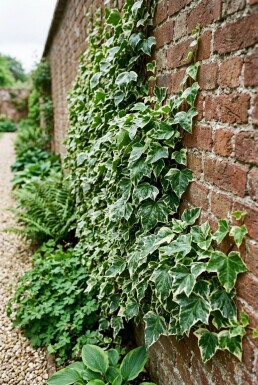 Hedera helix 'Margin. Elegantissima' Tige