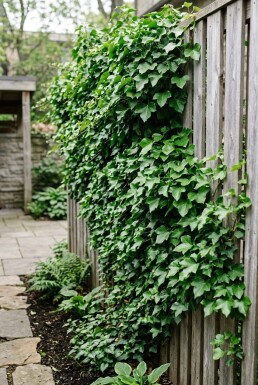 Hedera helix 'Shamrock' Tuteur