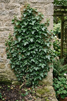 Hedera helix 'Thorndale' Tuteur