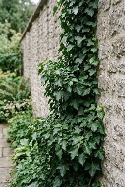 Hedera helix 'Thorndale' Tuteur