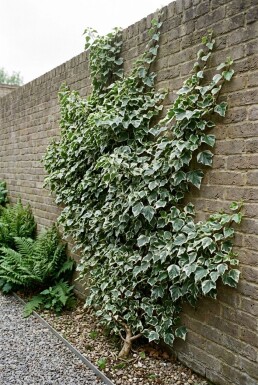 Hedera helix 'White Ripple' Tuteur
