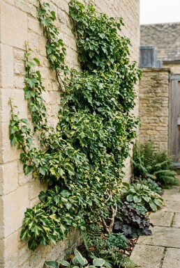 Hedera helix 'Yellow Ripple' Sur tige