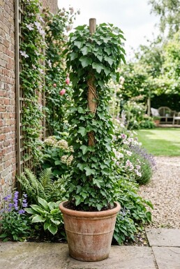 Hedera hibernica Stok