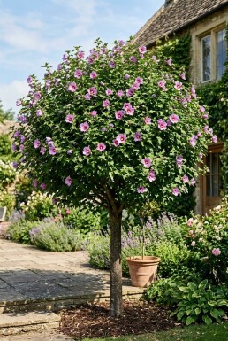 Hibiscus syriacus 'Eruption' demi-tige