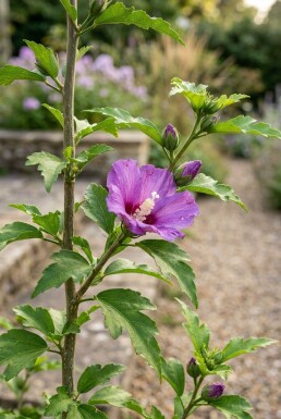 Hibiscus syriacus 'Flower Tower Purple' Tige ramifiée