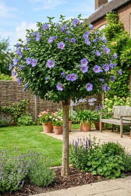 Hibiscus syriacus 'Marina' Demi-tige
