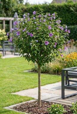 Hibiscus syriacus 'Marina' Demi-tige