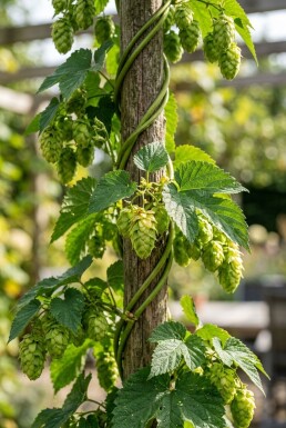 Humulus lupulus Tuteur