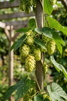 Humulus lupulus 'Golding' Tuteur
